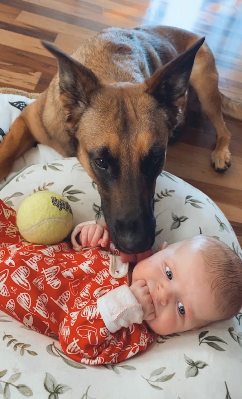 How to: Introduce a Dog to a Baby